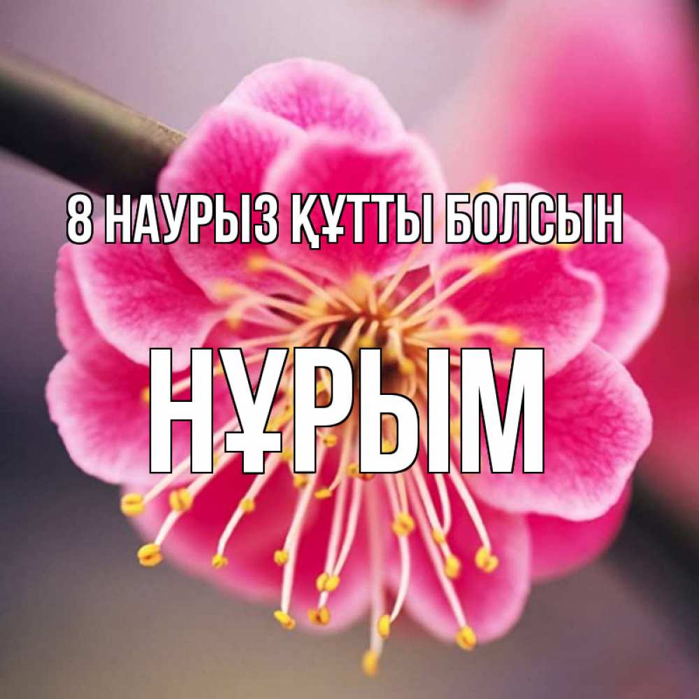 Күн сайын ашық хат с именем, Нұрым 8 наурыз құтты болсын цветы Онлайн тегін жүктеп алу тілектері бар керемет карта 