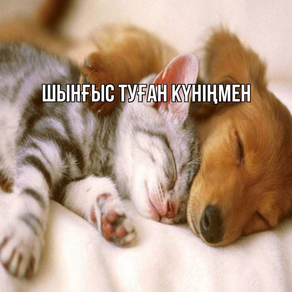 Картинка  с именем , ШЫНҒЫС! ТУҒАН КҮНІҢМЕН!
