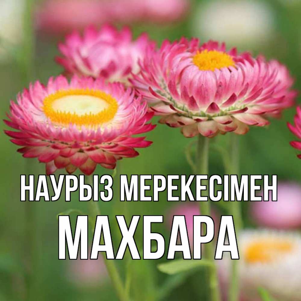 Күн сайын ашық хат с именем, МАХБАРА Наурыз мерекесімен подарок на международный женский день Онлайн тегін жүктеп алу тілектері бар керемет карта 