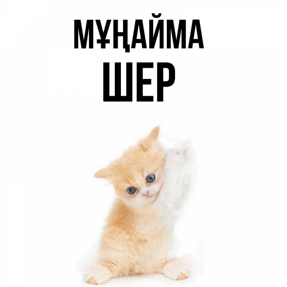 Күн сайын ашық хат с именем, ШЕР Мұңайма просящий кот Онлайн тегін жүктеп алу тілектері бар керемет карта 