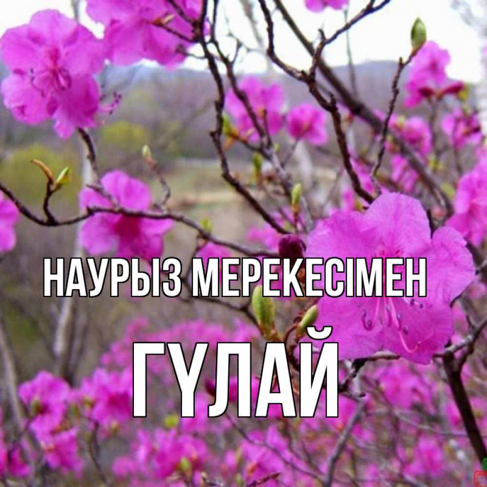 Күн сайын ашық хат с именем, ГҮЛАЙ Наурыз мерекесімен праздник весны наурыз Онлайн тегін жүктеп алу тілектері бар керемет карта 