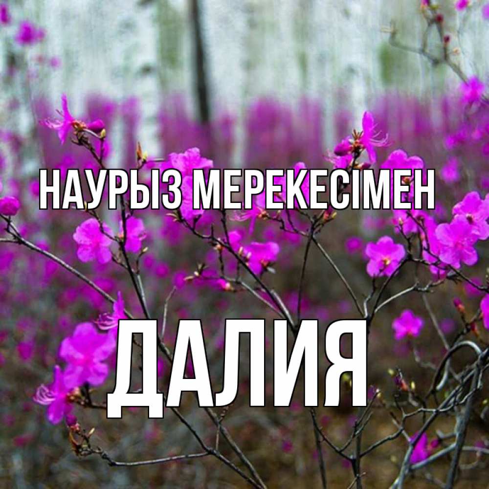 Күн сайын ашық хат с именем, Далия Наурыз мерекесімен дикие цветы Онлайн тегін жүктеп алу тілектері бар керемет карта 