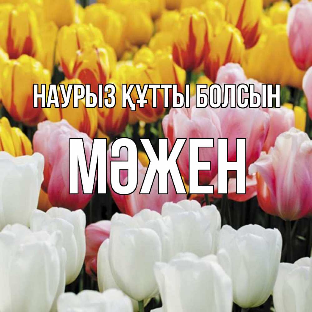 Күн сайын ашық хат с именем, МӘЖЕН Наурыз құтты болсын разноцветные цветы Онлайн тегін жүктеп алу тілектері бар керемет карта 