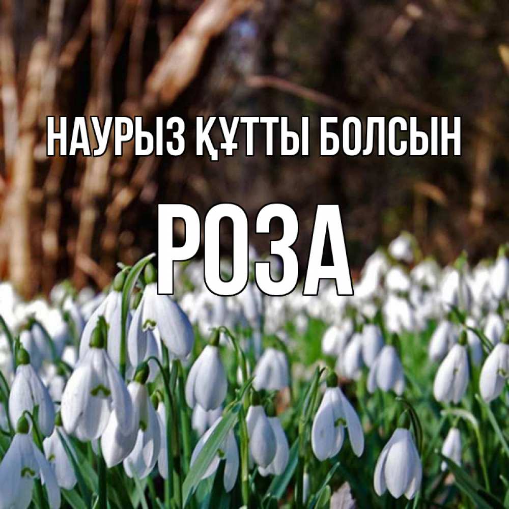 Күн сайын ашық хат с именем, РОЗА Наурыз құтты болсын с подснежниками 1 Онлайн тегін жүктеп алу тілектері бар керемет карта 