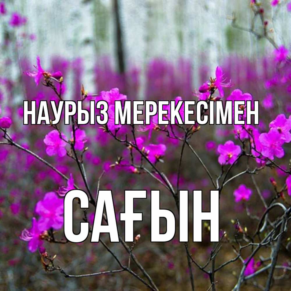 Күн сайын ашық хат с именем, САҒЫН Наурыз мерекесімен дикие цветы Онлайн тегін жүктеп алу тілектері бар керемет карта 