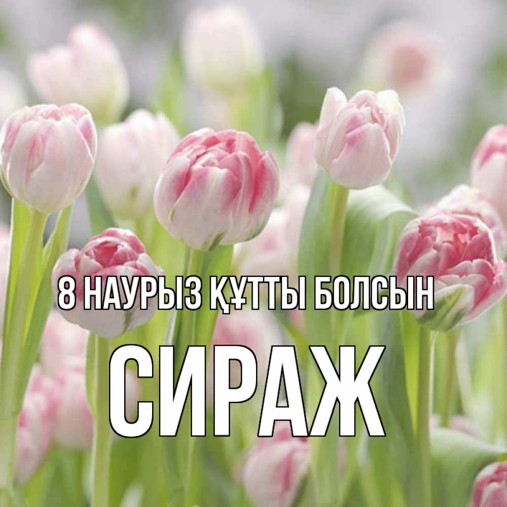 Күн сайын ашық хат с именем, СИРАЖ 8 наурыз құтты болсын цветы Онлайн тегін жүктеп алу тілектері бар керемет карта 