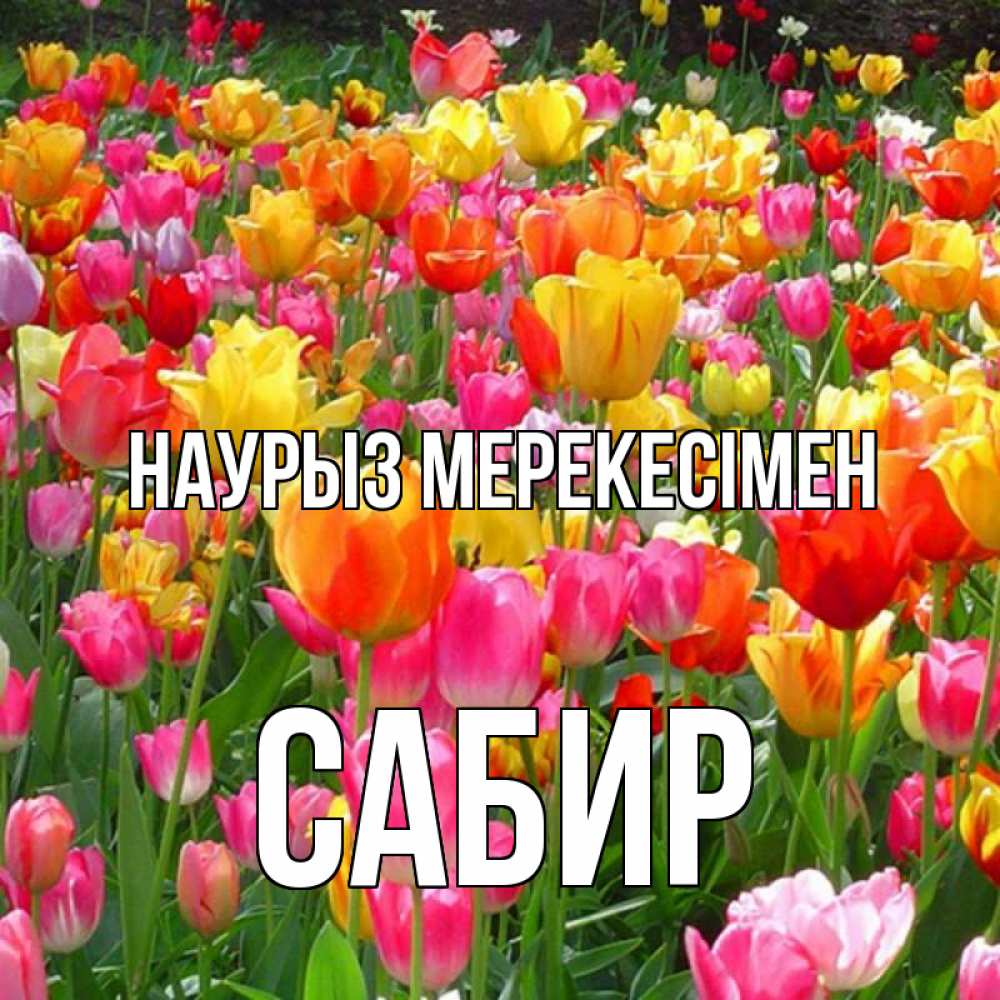 Күн сайын ашық хат с именем, Сабир Наурыз мерекесімен праздник весны наурыз 4 Онлайн тегін жүктеп алу тілектері бар керемет карта 