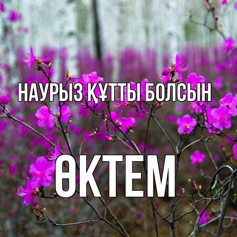 Күн сайын ашық хат с именем, ӨКТЕМ Наурыз құтты болсын дикие цветы Онлайн тегін жүктеп алу тілектері бар керемет карта 
