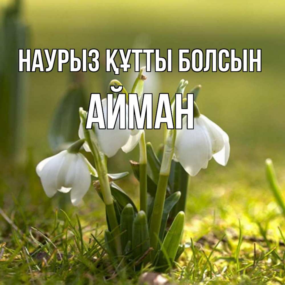 Күн сайын ашық хат с именем, АЙМАН Наурыз құтты болсын ранние цветы 2 Онлайн тегін жүктеп алу тілектері бар керемет карта 