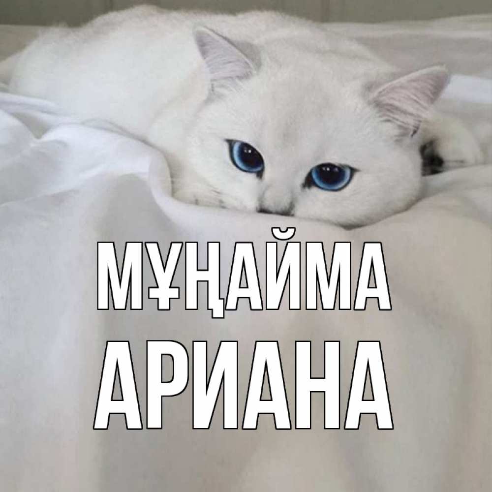 Күн сайын ашық хат с именем, Ариана Мұңайма белый кот с голубыми глазами на белоснежной кровати Онлайн тегін жүктеп алу тілектері бар керемет карта 