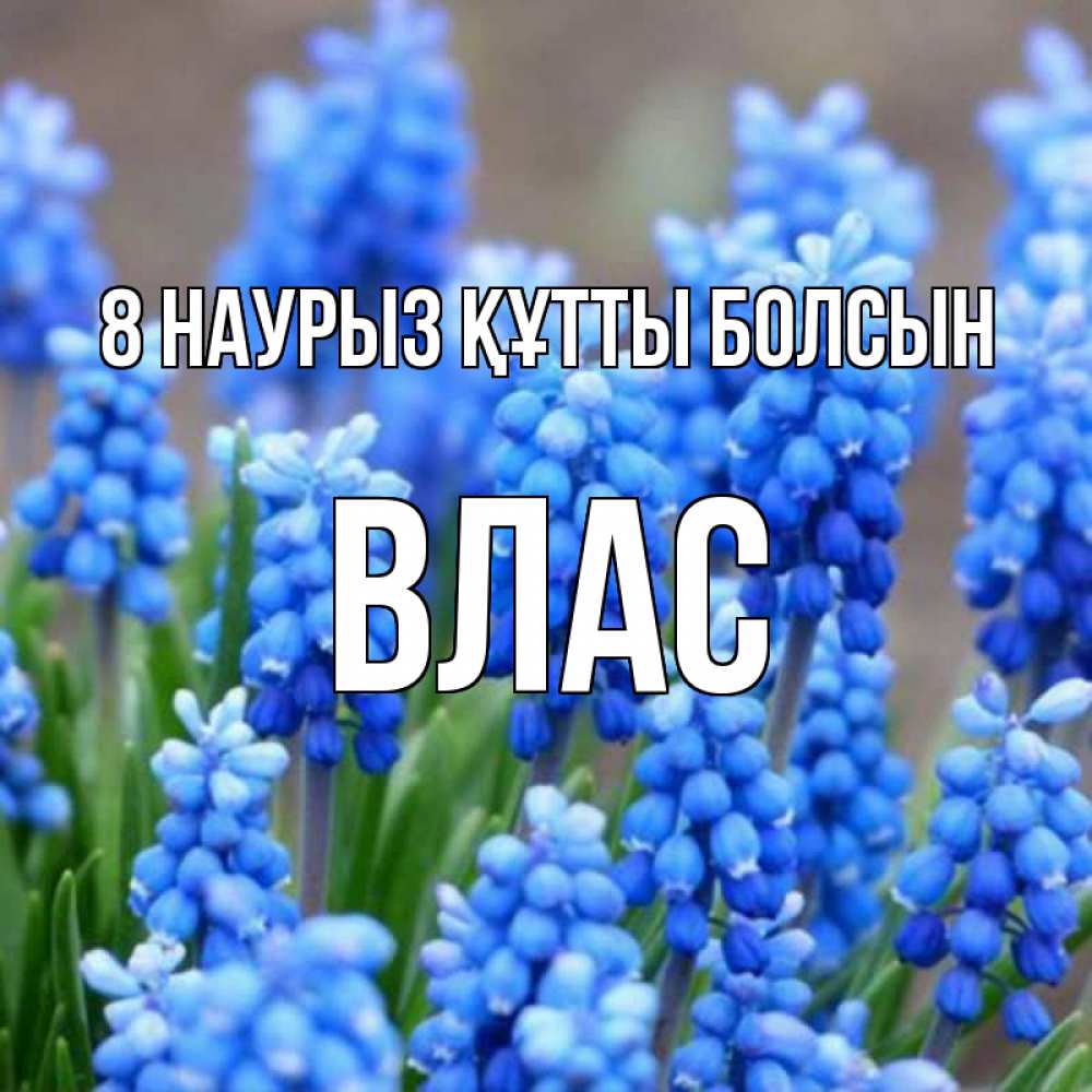 Күн сайын ашық хат с именем, Влас 8 наурыз құтты болсын Поздравительная открытка для женщин с цветами на праздничную дату Онлайн тегін жүктеп алу тілектері бар керемет карта 