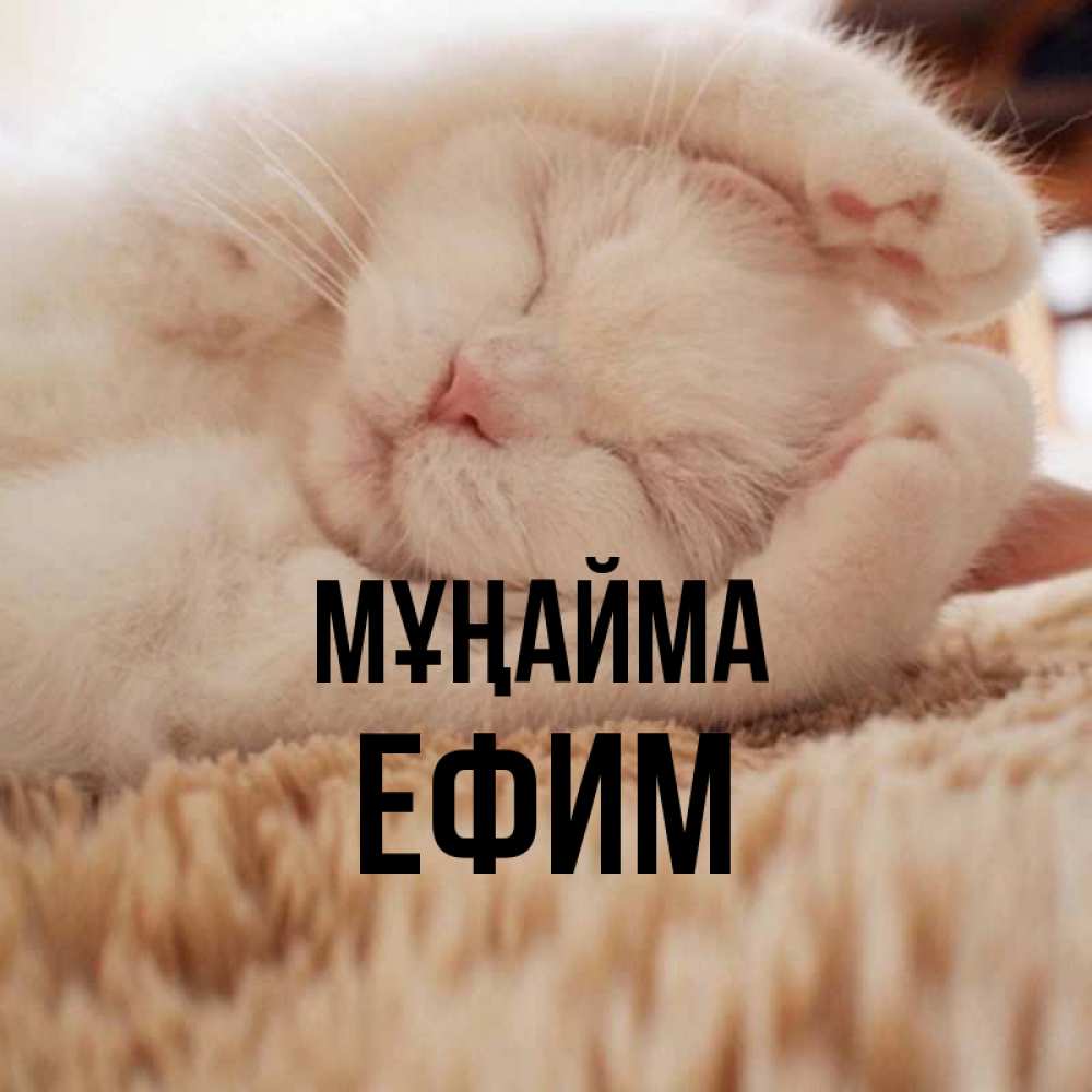 Күн сайын ашық хат с именем, Ефим Мұңайма Котенок спит Онлайн тегін жүктеп алу тілектері бар керемет карта 