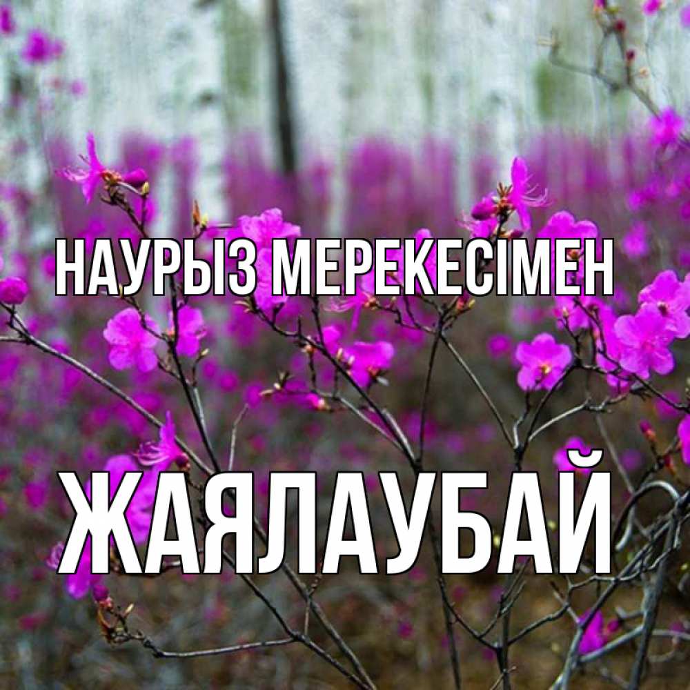Күн сайын ашық хат с именем, Жаялаубай Наурыз мерекесімен дикие цветы Онлайн тегін жүктеп алу тілектері бар керемет карта 