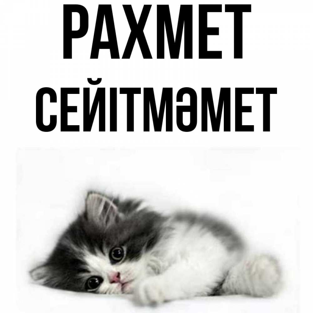 Күн сайын ашық хат с именем, СЕЙІТМӘМЕТ рахмет черный и белый кот Онлайн тегін жүктеп алу тілектері бар керемет карта 