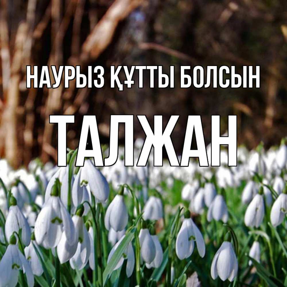 Күн сайын ашық хат с именем, ТАЛЖАН Наурыз құтты болсын с подснежниками 1 Онлайн тегін жүктеп алу тілектері бар керемет карта 