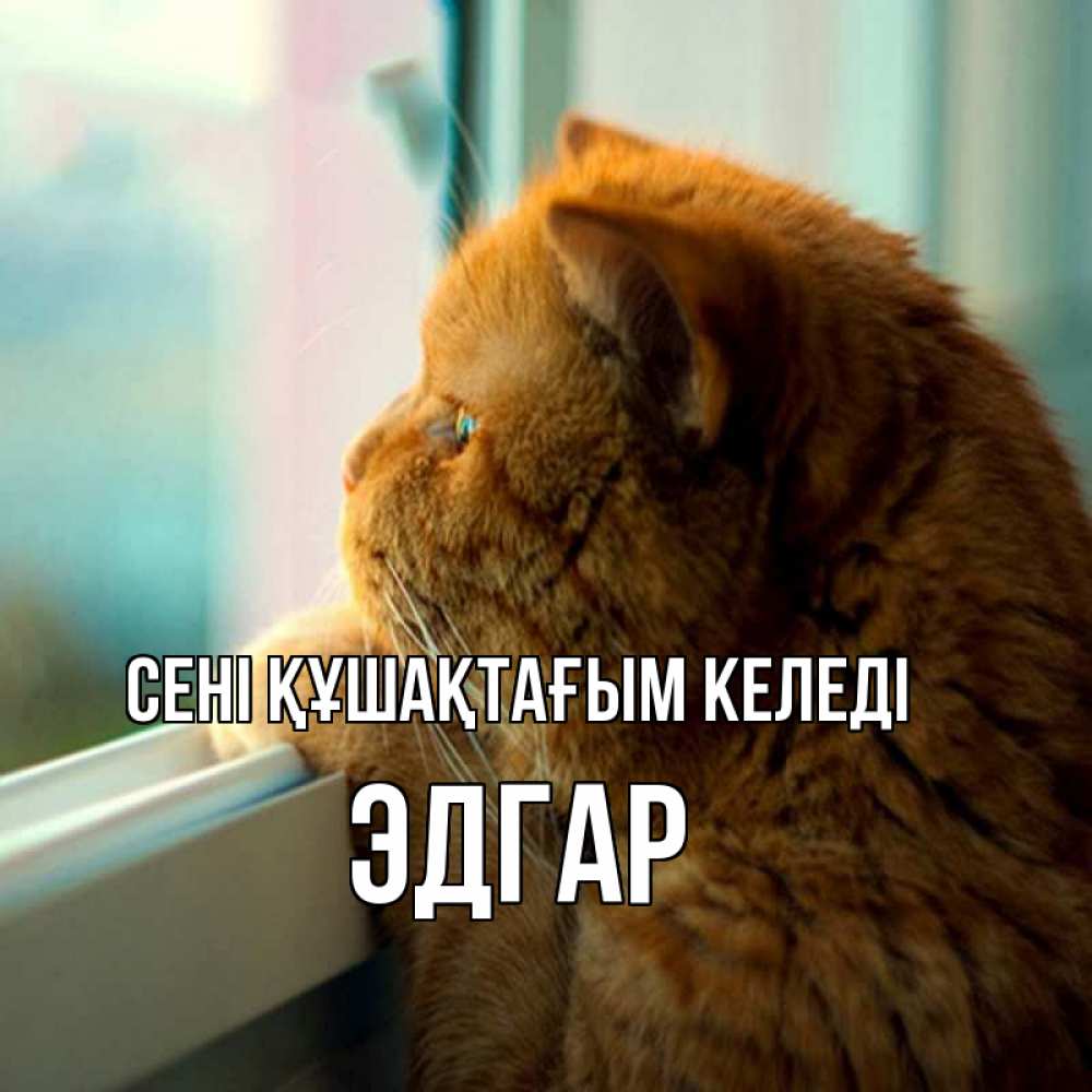 Күн сайын ашық хат с именем, Эдгар сені құшақтағым келеді большой огромный рыжий котяра Онлайн тегін жүктеп алу тілектері бар керемет карта 