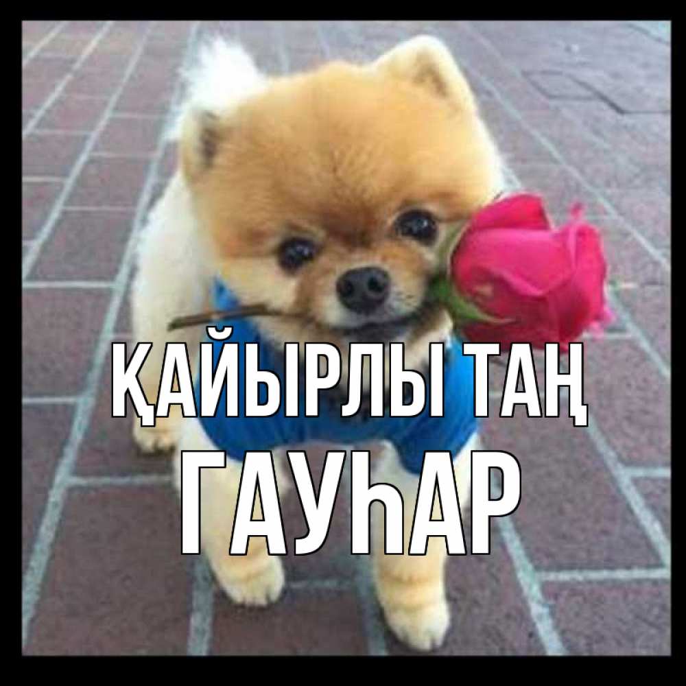 Күн сайын ашық хат с именем, Гауһар Қайырлы таң роза в зубах Онлайн тегін жүктеп алу тілектері бар керемет карта 