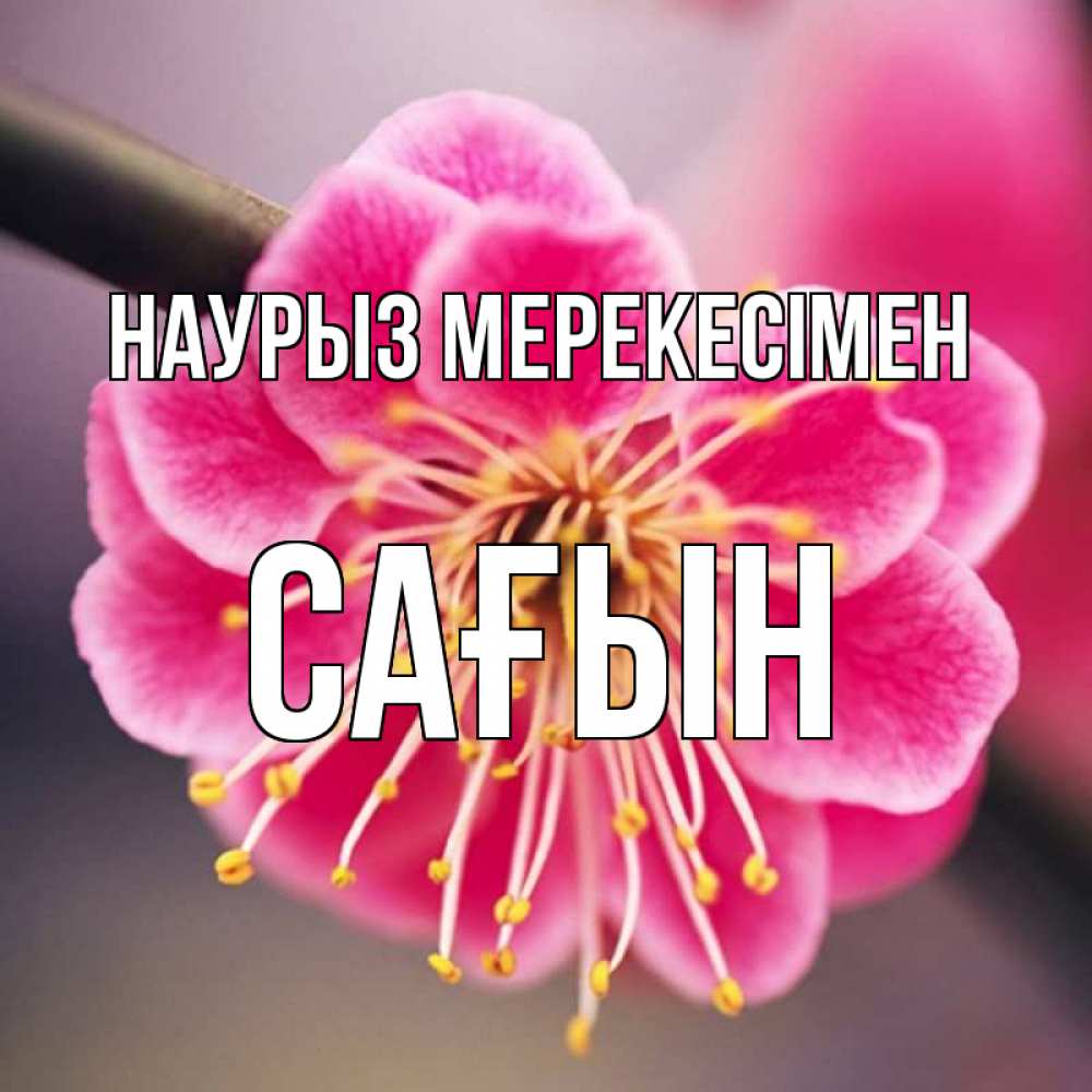 Күн сайын ашық хат с именем, САҒЫН Наурыз мерекесімен цветы Онлайн тегін жүктеп алу тілектері бар керемет карта 