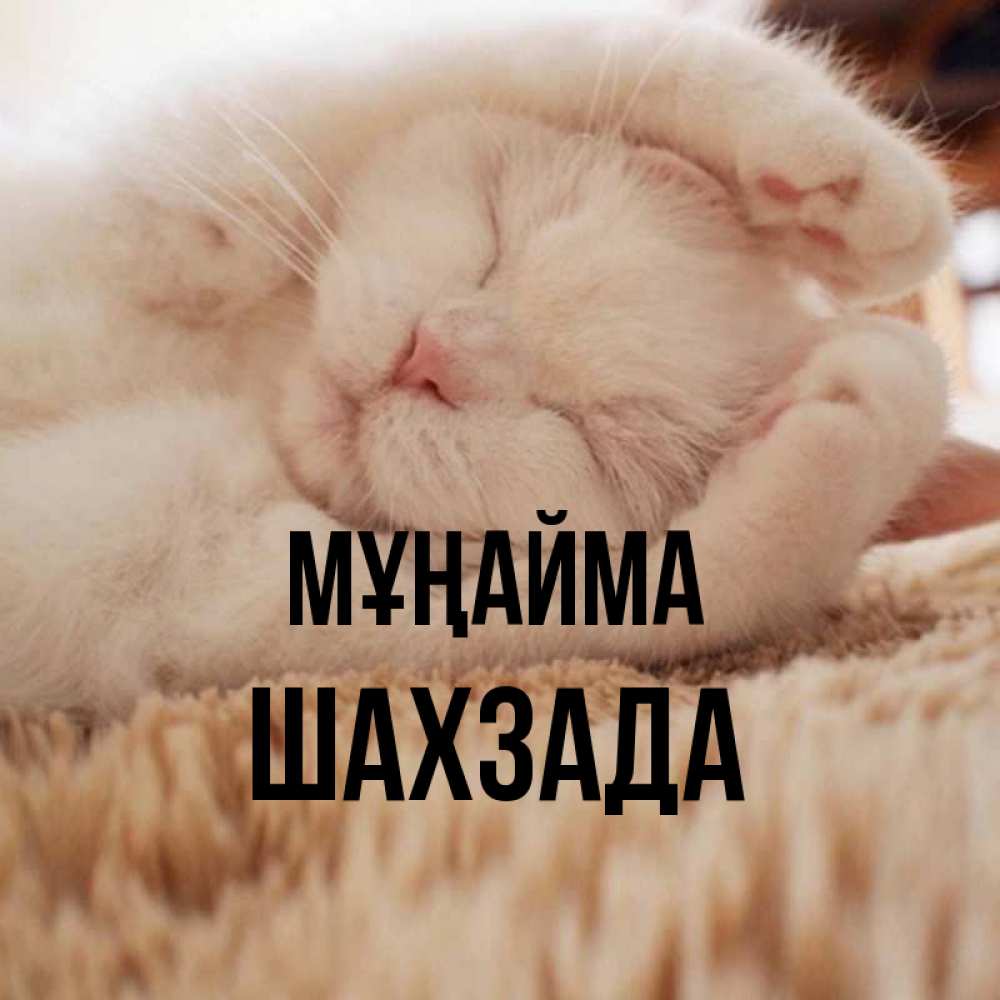 Күн сайын ашық хат с именем, ШАХЗАДА Мұңайма Котенок спит Онлайн тегін жүктеп алу тілектері бар керемет карта 