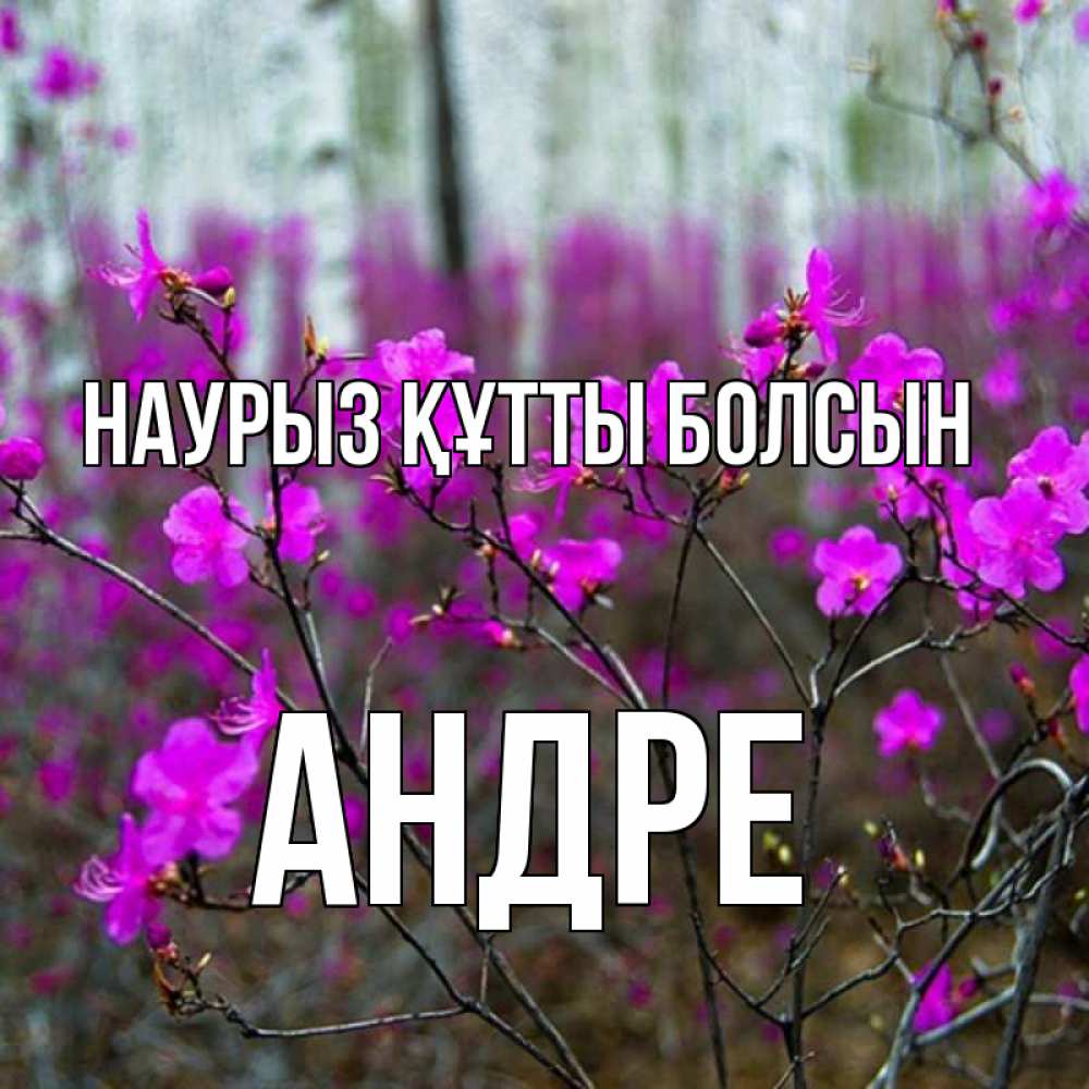 Күн сайын ашық хат с именем, Андре Наурыз құтты болсын дикие цветы Онлайн тегін жүктеп алу тілектері бар керемет карта 
