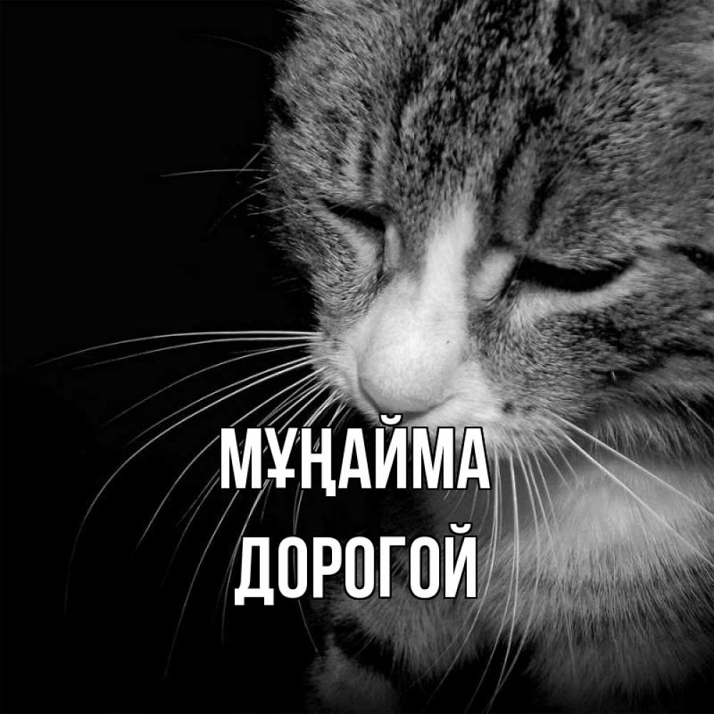 Күн сайын ашық хат с именем, Дорогой Мұңайма грустный котик Онлайн тегін жүктеп алу тілектері бар керемет карта 