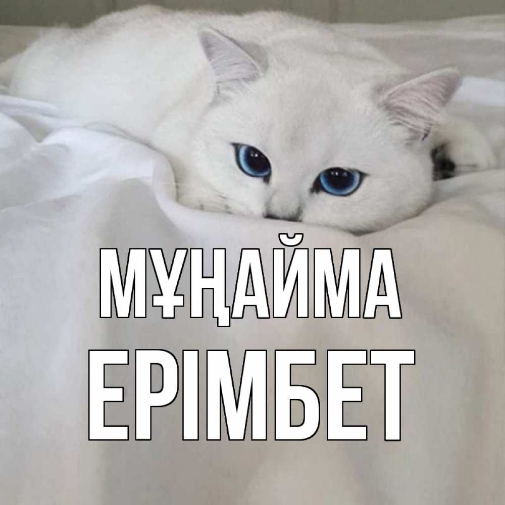 Күн сайын ашық хат с именем, Ерімбет Мұңайма белый кот с голубыми глазами на белоснежной кровати Онлайн тегін жүктеп алу тілектері бар керемет карта 