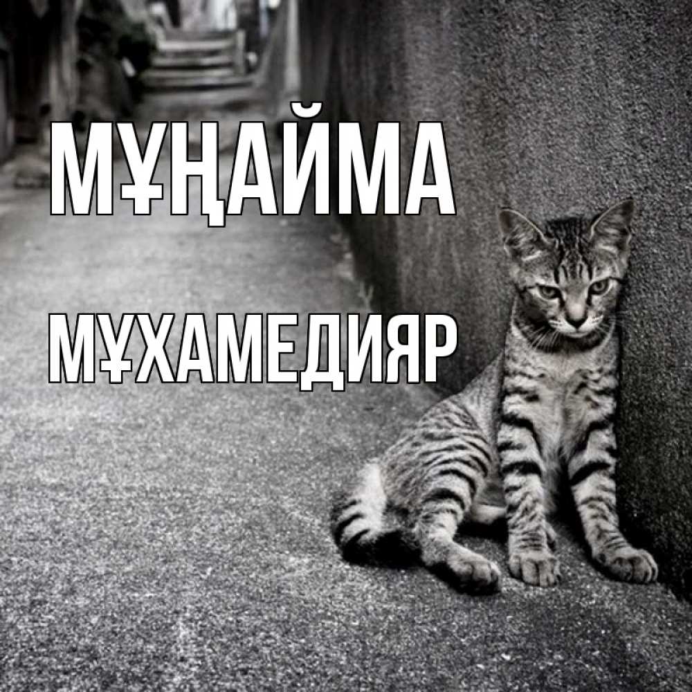 Күн сайын ашық хат с именем, МҰХАМЕДИЯР Мұңайма скучающий котик Онлайн тегін жүктеп алу тілектері бар керемет карта 