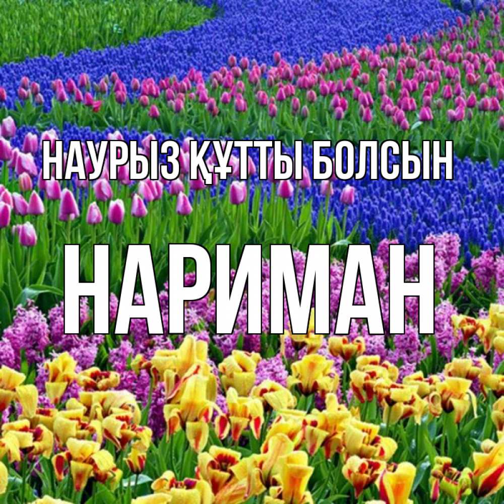 Күн сайын ашық хат с именем, НАРИМАН Наурыз құтты болсын цветы Онлайн тегін жүктеп алу тілектері бар керемет карта 