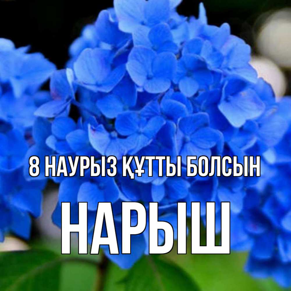 Күн сайын ашық хат с именем, Нарыш 8 наурыз құтты болсын синие цветы Онлайн тегін жүктеп алу тілектері бар керемет карта 