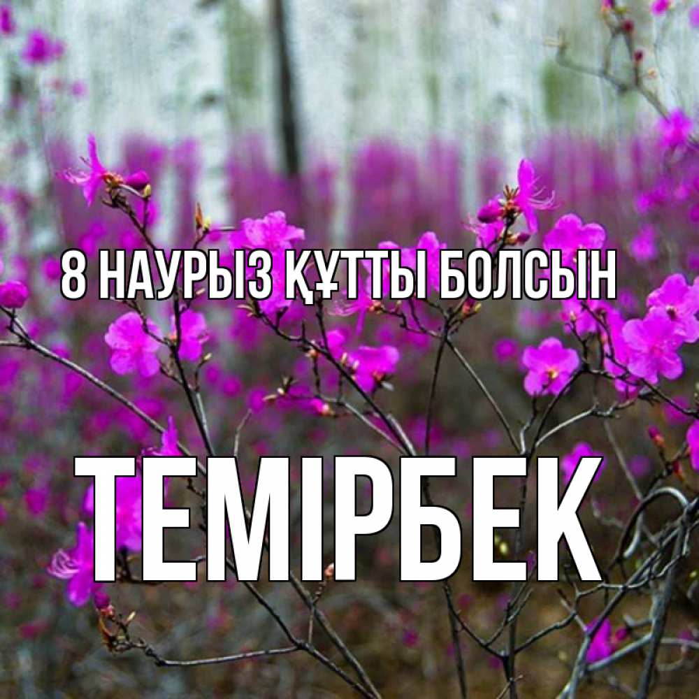 Күн сайын ашық хат с именем, ТЕМІРБЕК 8 наурыз құтты болсын дикие цветы Онлайн тегін жүктеп алу тілектері бар керемет карта 