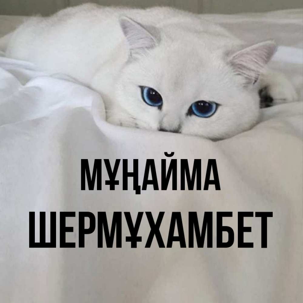 Күн сайын ашық хат с именем, ШЕРМҰХАМБЕТ Мұңайма Голубоглазая кошка Онлайн тегін жүктеп алу тілектері бар керемет карта 