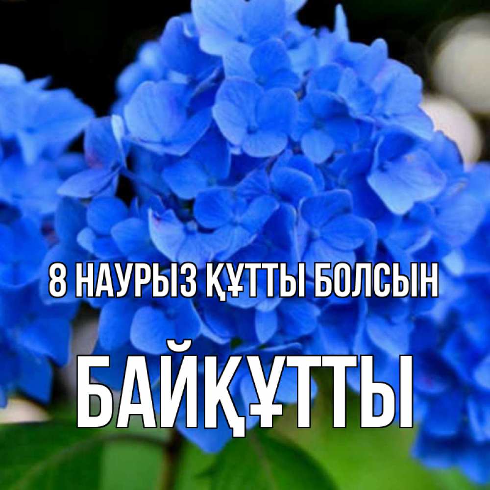 Күн сайын ашық хат с именем, Байқұтты 8 наурыз құтты болсын синие цветы Онлайн тегін жүктеп алу тілектері бар керемет карта 