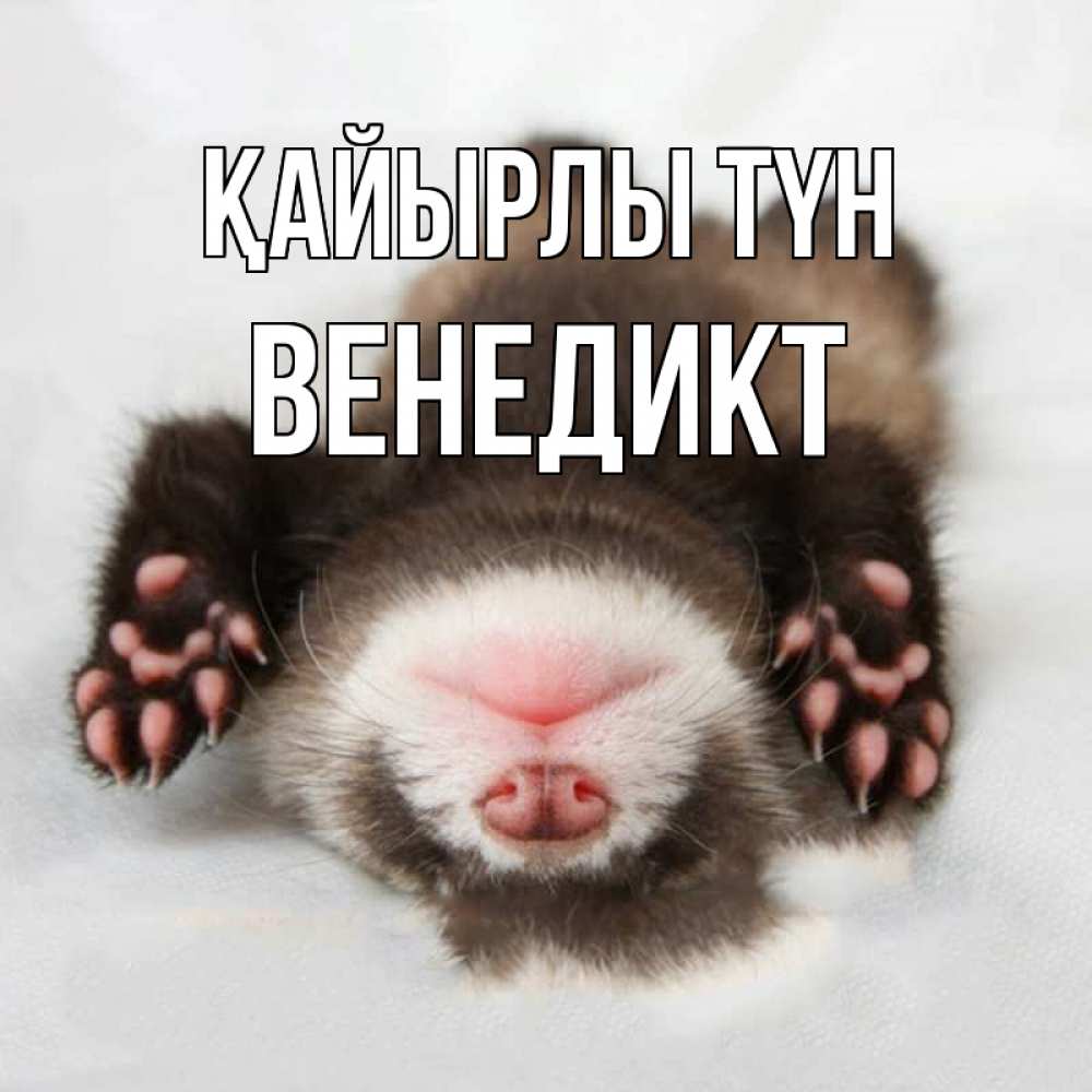 Күн сайын ашық хат с именем, Венедикт Қайырлы түн зверек Онлайн тегін жүктеп алу тілектері бар керемет карта 