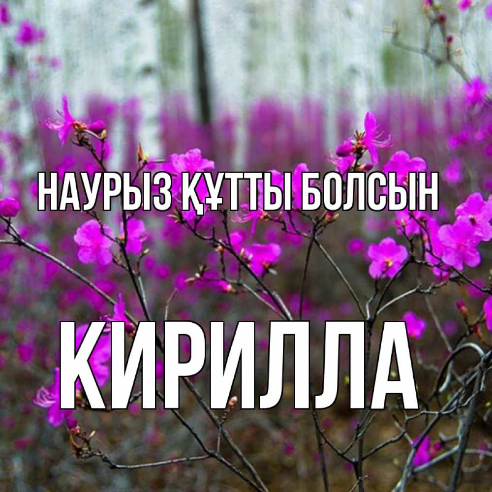 Күн сайын ашық хат с именем, Кирилла Наурыз құтты болсын дикие цветы Онлайн тегін жүктеп алу тілектері бар керемет карта 