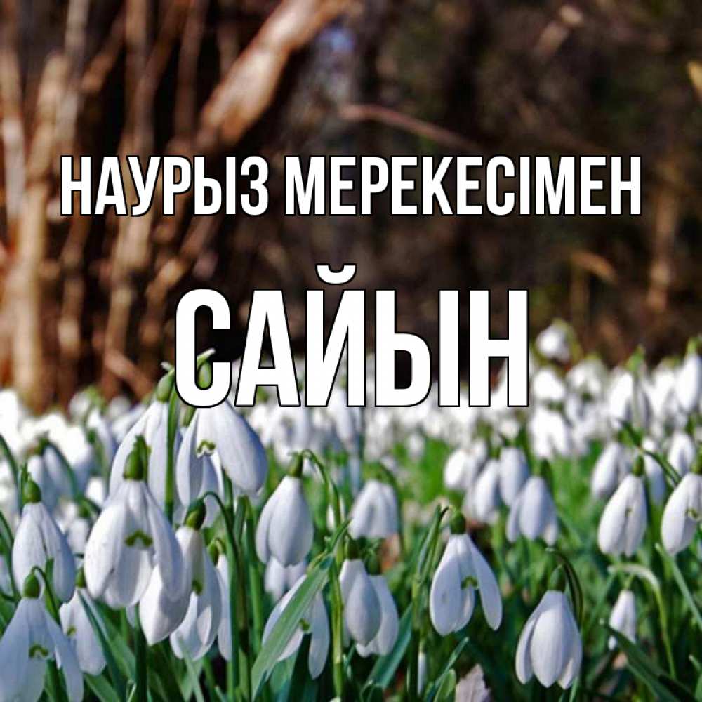 Күн сайын ашық хат с именем, САЙЫН Наурыз мерекесімен с подснежниками 1 Онлайн тегін жүктеп алу тілектері бар керемет карта 