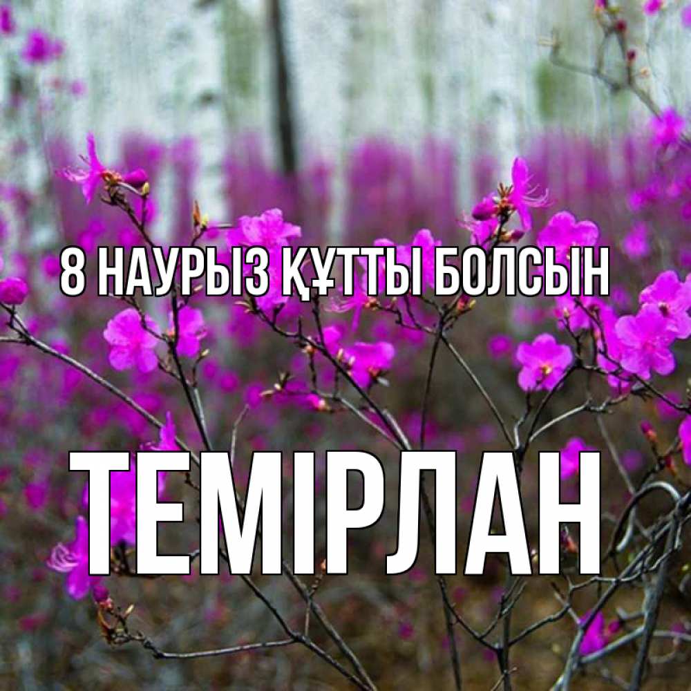 Күн сайын ашық хат с именем, ТЕМІРЛАН 8 наурыз құтты болсын дикие цветы Онлайн тегін жүктеп алу тілектері бар керемет карта 