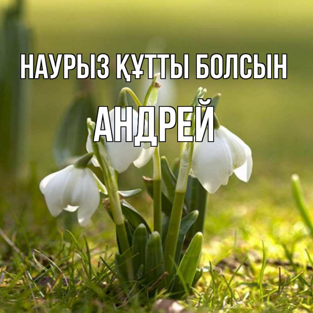 Күн сайын ашық хат с именем, Андрей Наурыз құтты болсын ранние цветы 2 Онлайн тегін жүктеп алу тілектері бар керемет карта 