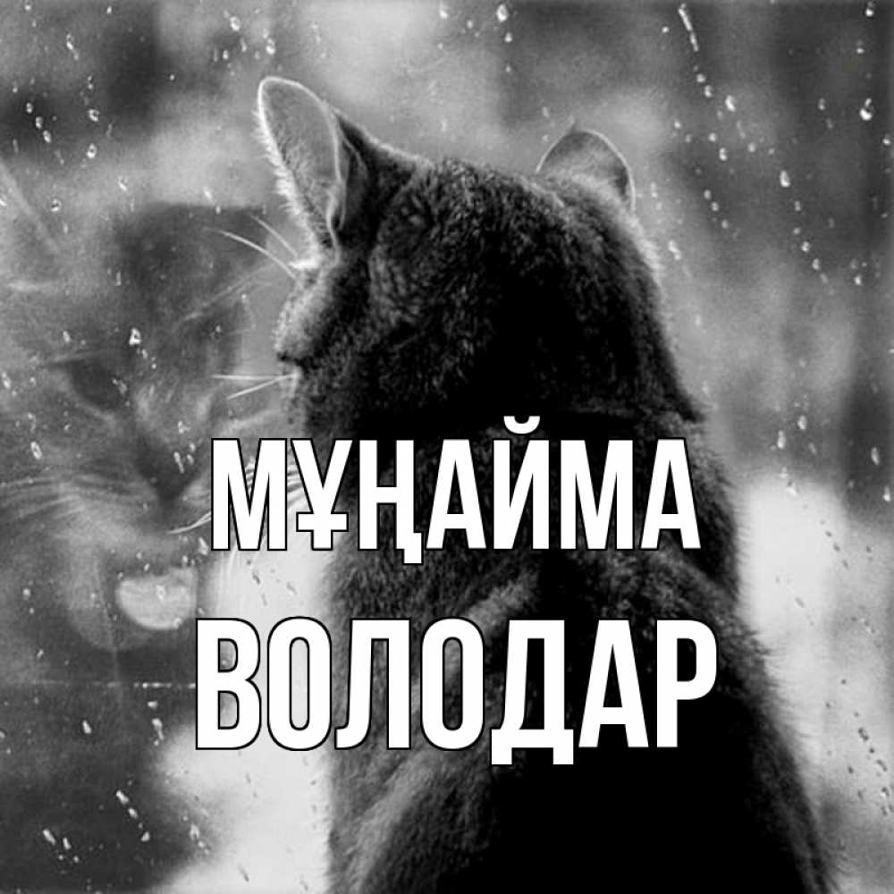 Күн сайын ашық хат с именем, Володар Мұңайма отражение кота 1 Онлайн тегін жүктеп алу тілектері бар керемет карта 
