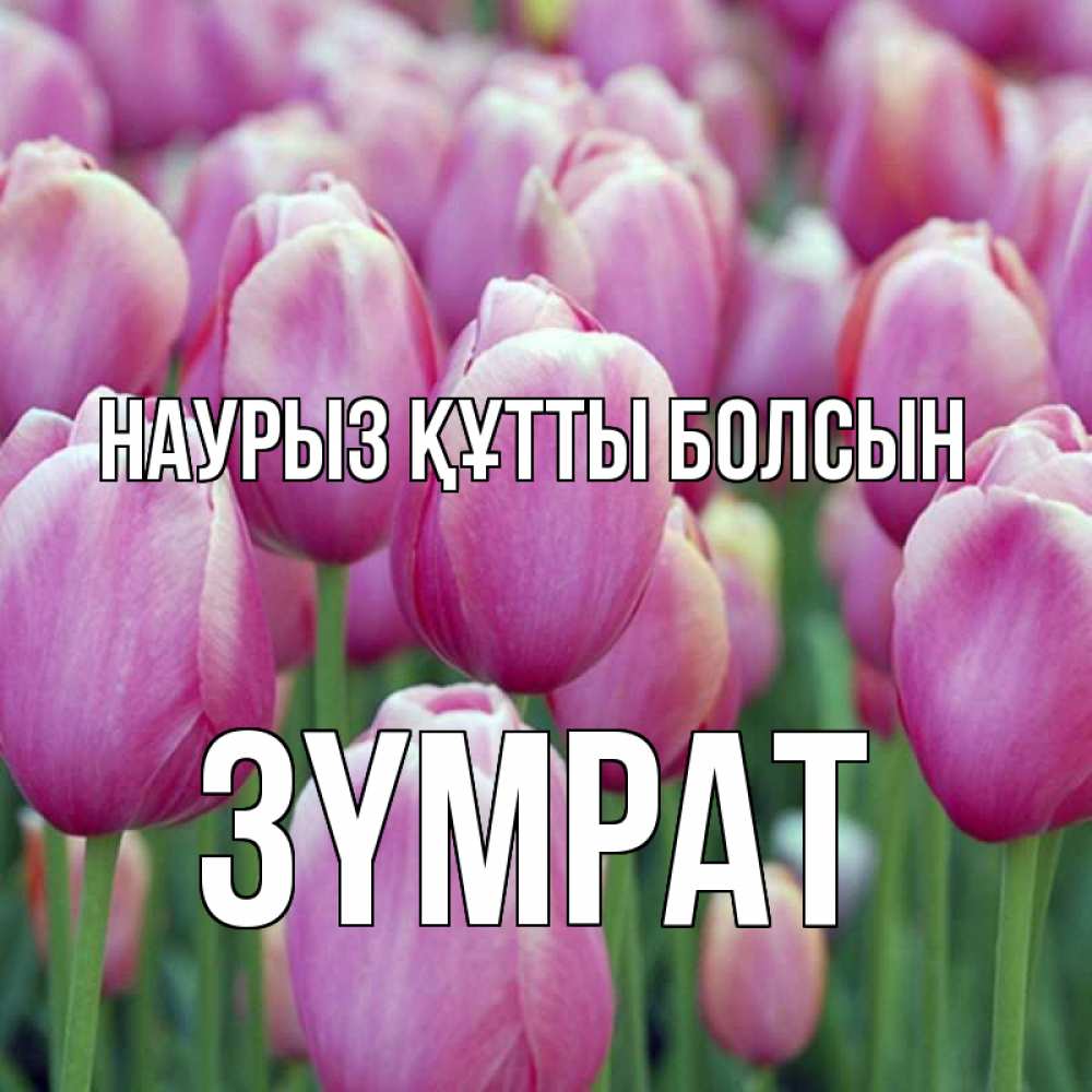 Күн сайын ашық хат с именем, ЗҮМРАТ Наурыз құтты болсын на наурыз  день 3 Онлайн тегін жүктеп алу тілектері бар керемет карта 