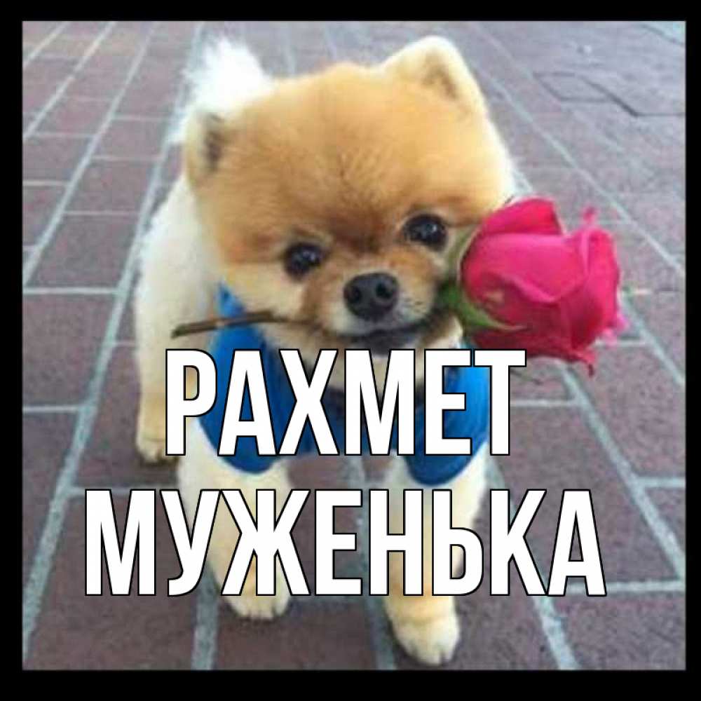 Күн сайын ашық хат с именем, Муженька рахмет спасибо и дарю тебе цветок Онлайн тегін жүктеп алу тілектері бар керемет карта 