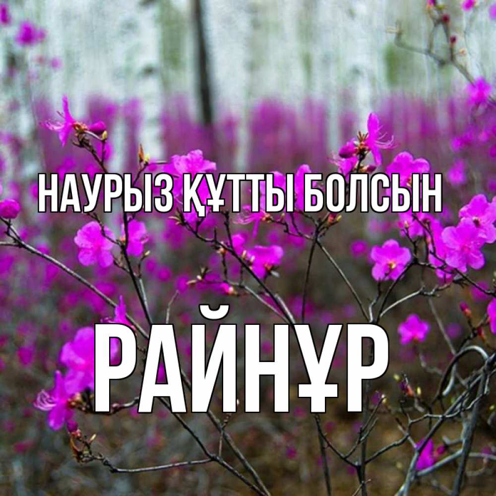 Күн сайын ашық хат с именем, РАЙНҰР Наурыз құтты болсын дикие цветы Онлайн тегін жүктеп алу тілектері бар керемет карта 