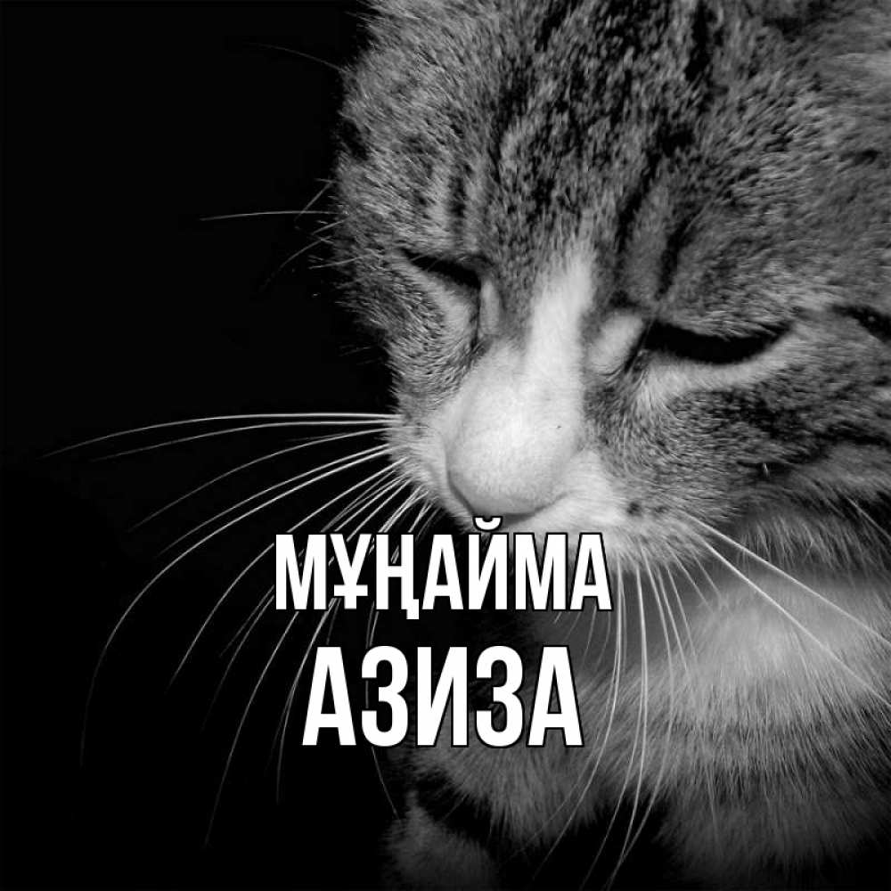 Күн сайын ашық хат с именем, Азиза Мұңайма грустный котик Онлайн тегін жүктеп алу тілектері бар керемет карта 