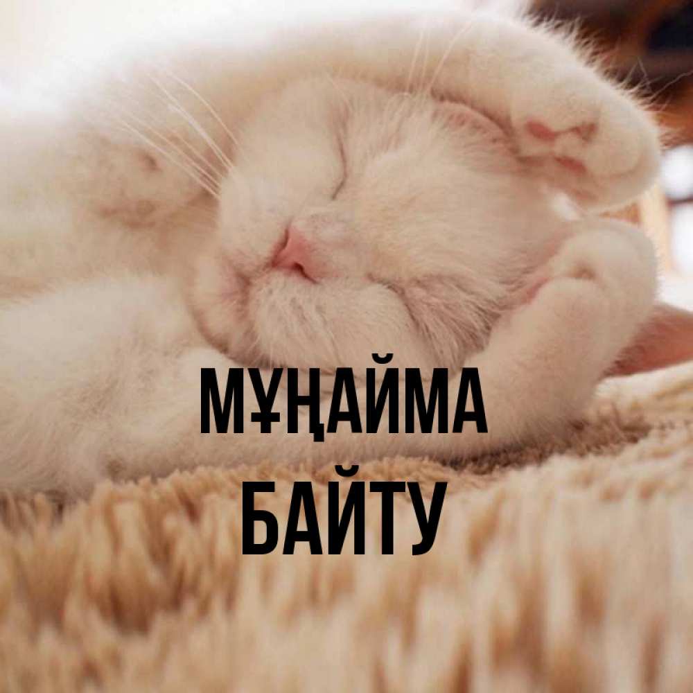 Күн сайын ашық хат с именем, Байту Мұңайма Котенок спит Онлайн тегін жүктеп алу тілектері бар керемет карта 