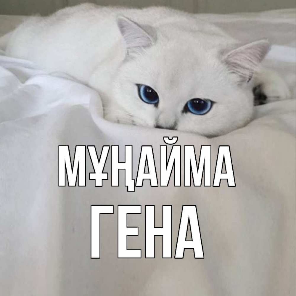 Күн сайын ашық хат с именем, Гена Мұңайма белый кот с голубыми глазами на белоснежной кровати Онлайн тегін жүктеп алу тілектері бар керемет карта 