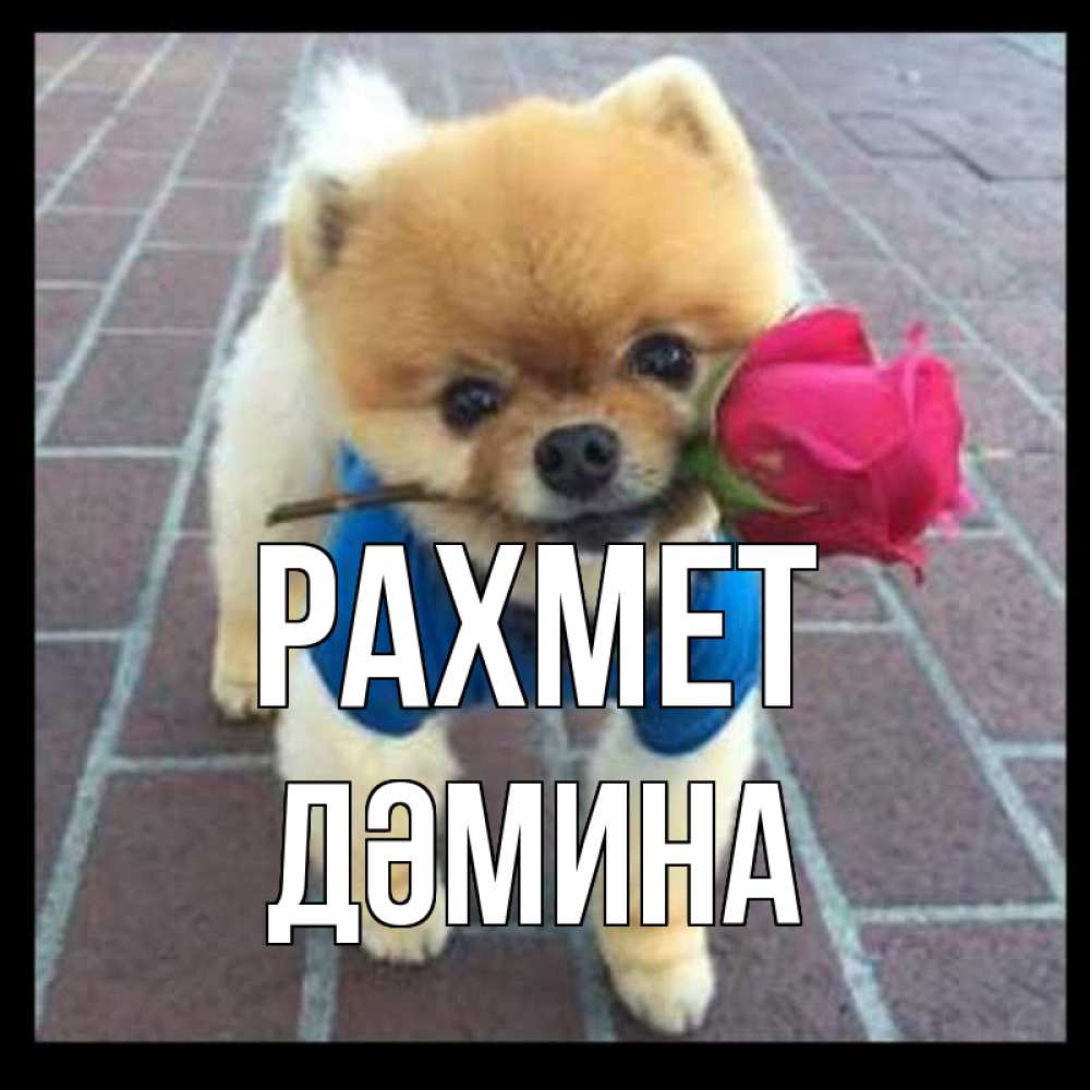 Күн сайын ашық хат с именем, ДӘМИНА рахмет спасибо и дарю тебе цветок Онлайн тегін жүктеп алу тілектері бар керемет карта 