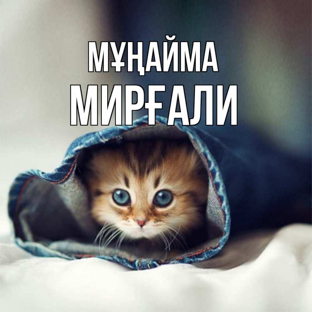 Күн сайын ашық хат с именем, МИРҒАЛИ Мұңайма кот в одежде Онлайн тегін жүктеп алу тілектері бар керемет карта 