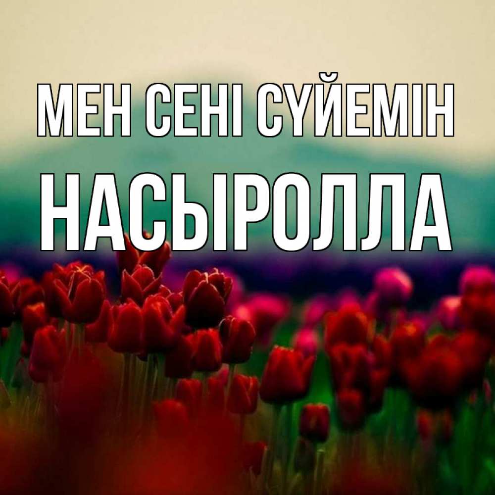 Күн сайын ашық хат с именем, Насыролла Мен сені сүйемін тюльпаны 4 Онлайн тегін жүктеп алу тілектері бар керемет карта 