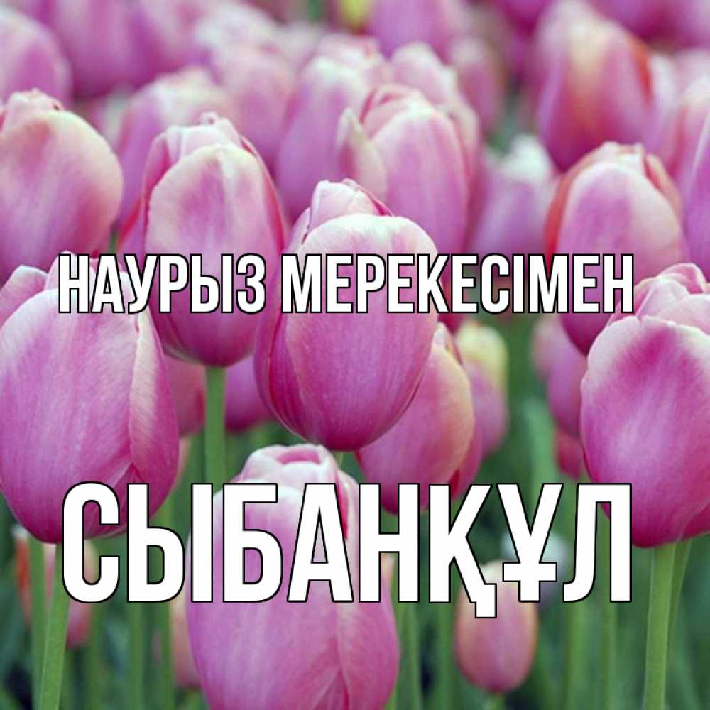 Күн сайын ашық хат с именем, СЫБАНҚҰЛ Наурыз мерекесімен праздник весны наурыз 69 Онлайн тегін жүктеп алу тілектері бар керемет карта 