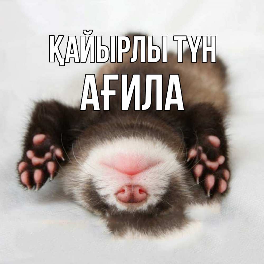 Күн сайын ашық хат с именем, АҒИЛА Қайырлы түн зверек Онлайн тегін жүктеп алу тілектері бар керемет карта 