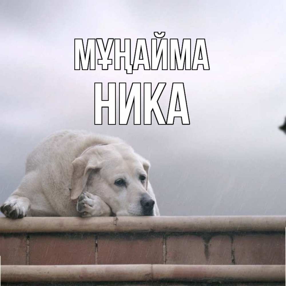 Күн сайын ашық хат с именем, Ника Мұңайма белый пес 1 Онлайн тегін жүктеп алу тілектері бар керемет карта 